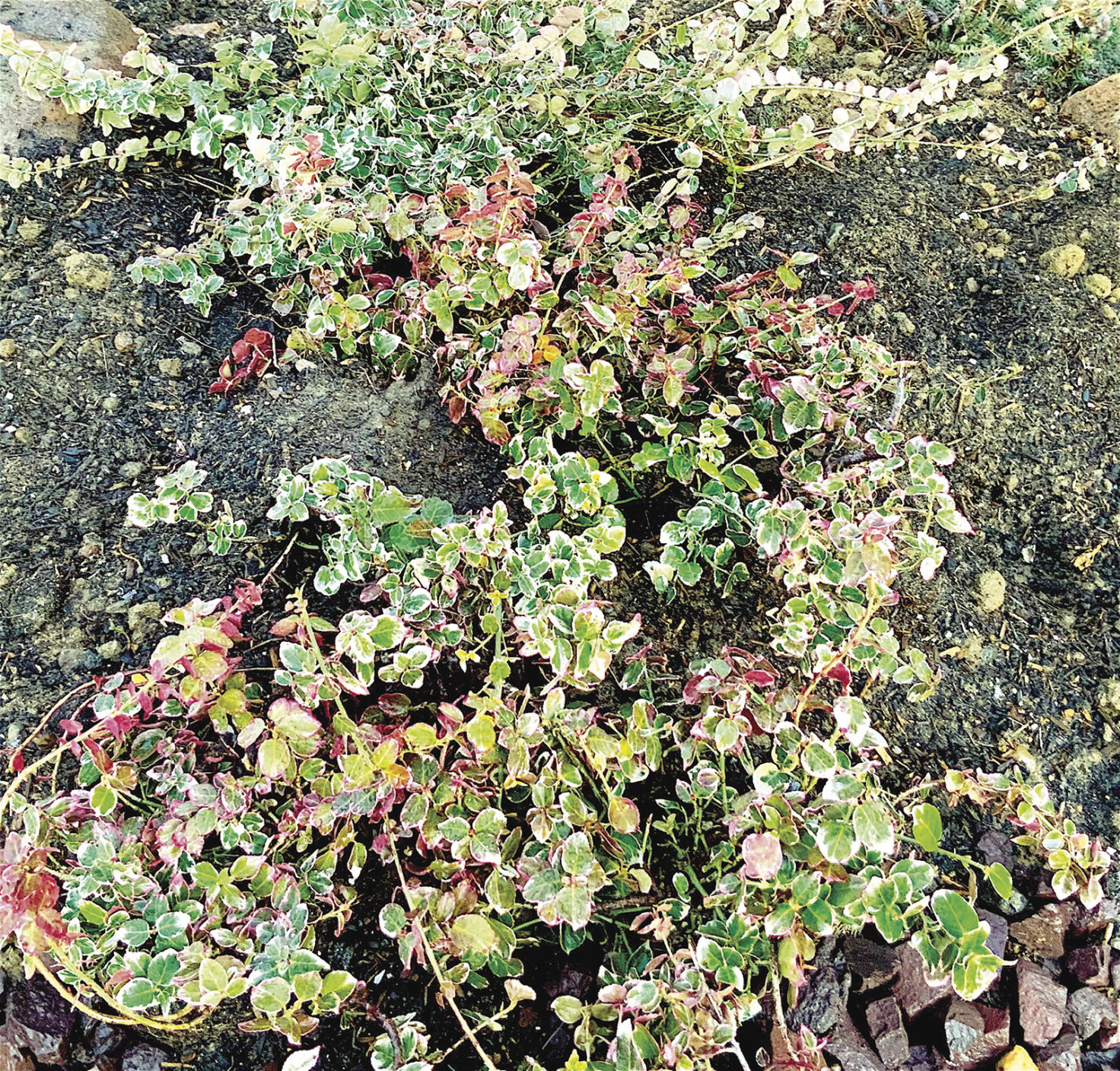 Every Blooming Thing: Eunonymus provide a profusion of form and color